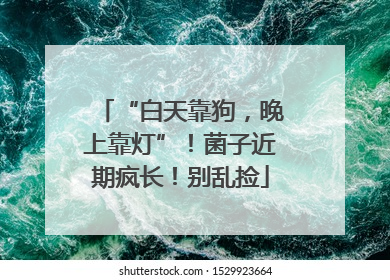 “白天靠狗，晚上靠灯”！菌子近期疯长！别乱捡