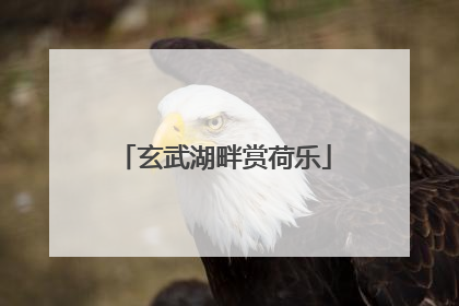 玄武湖畔赏荷乐