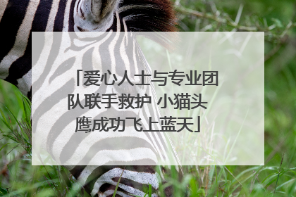 爱心人士与专业团队联手救护 小猫头鹰成功飞上蓝天
