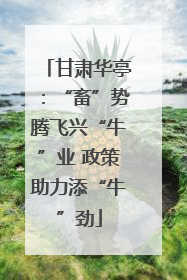 甘肃华亭：“畜”势腾飞兴“牛”业 政策助力添“牛”劲