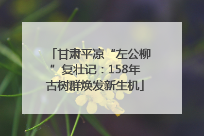 甘肃平凉“左公柳”复壮记：158年古树群焕发新生机