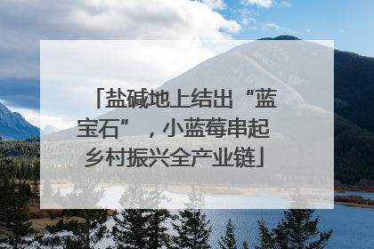 盐碱地上结出“蓝宝石”，小蓝莓串起乡村振兴全产业链