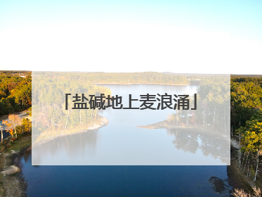 盐碱地上麦浪涌