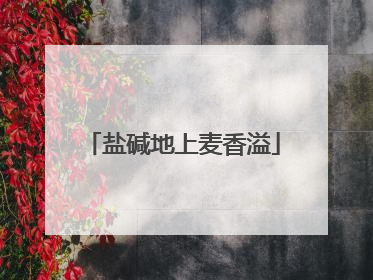 盐碱地上麦香溢