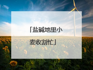 盐碱地里小麦收割忙