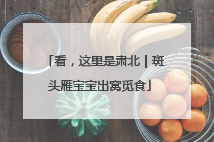 看，这里是肃北｜斑头雁宝宝出窝觅食