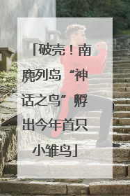 破壳！南麂列岛“神话之鸟”孵出今年首只小雏鸟