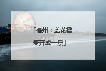 福州：蓝花楹盛开成一景