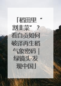 稻田里“割韭菜”？看自贡如何破译再生稻气象密码｜绿镜头·发现中国