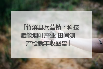 竹溪县兵营镇：科技赋能烟叶产业 田间测产绘就丰收图景