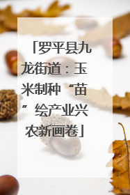 罗平县九龙街道：玉米制种“苗”绘产业兴农新画卷