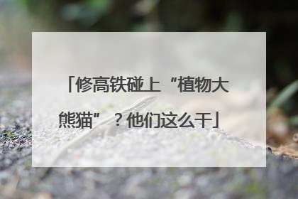 修高铁碰上“植物大熊猫”？他们这么干