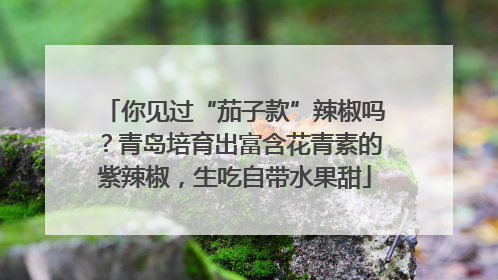 你见过“茄子款”辣椒吗？青岛培育出富含花青素的紫辣椒，生吃自带水果甜