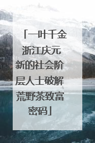 一叶千金 浙江庆元新的社会阶层人士破解荒野茶致富密码