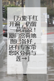 万紫千红开遍，仍留一荷清凉！厦门赏荷地图已备好，还有专家带您区分荷与莲→