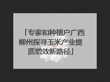 专家和种植户广西柳州探寻玉米产业提质增效新路径