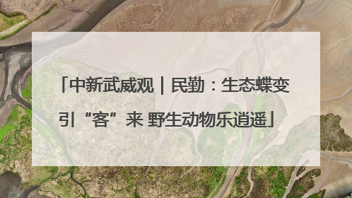 中新武威观｜民勤：生态蝶变引“客”来 野生动物乐逍遥