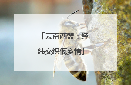 云南西盟：经纬交织佤乡情