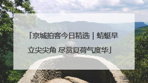 京城拍客今日精选｜蜻蜓早立尖尖角 尽赏夏荷气度华