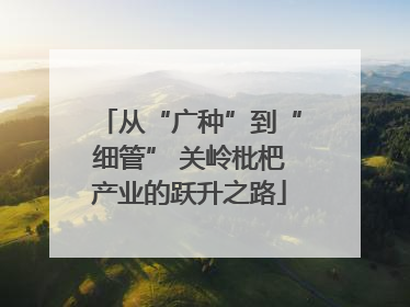 从“广种”到“细管” 关岭枇杷产业的跃升之路