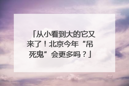 从小看到大的它又来了！北京今年“吊死鬼”会更多吗？