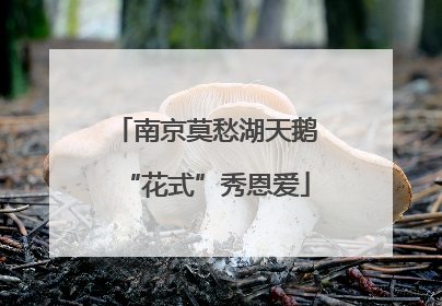 南京莫愁湖天鹅“花式”秀恩爱