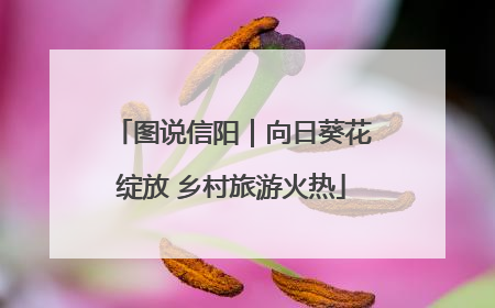图说信阳｜向日葵花绽放 乡村旅游火热