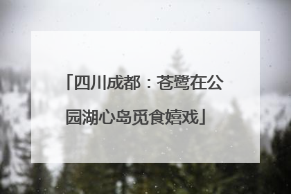 四川成都：苍鹭在公园湖心岛觅食嬉戏