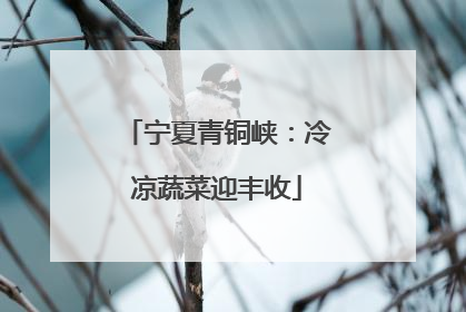 宁夏青铜峡：冷凉蔬菜迎丰收