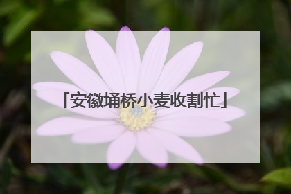 安徽埇桥小麦收割忙