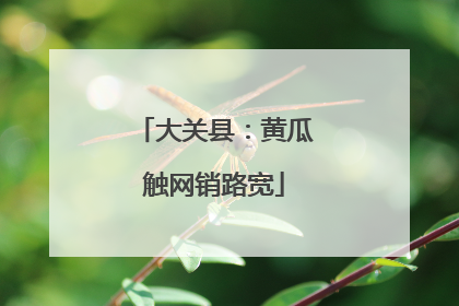大关县：黄瓜触网销路宽
