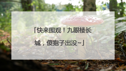 快来围观！九眼楼长城，傻狍子出没~