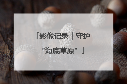 影像记录｜守护“海底草原”