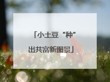 小土豆“种”出共富新图景