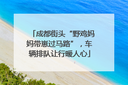 成都街头“野鸡妈妈带崽过马路”，车辆排队让行暖人心