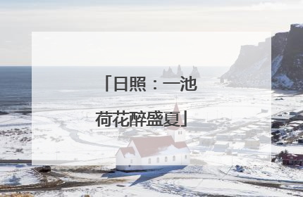 日照：一池荷花醉盛夏