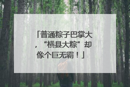 普通粽子巴掌大，“横县大粽”却像个巨无霸！