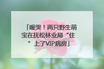 暖哭！两只野生萌宝在抚松林业局“住”上了VIP病房