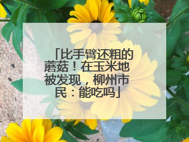 比手臂还粗的蘑菇！在玉米地被发现，柳州市民：能吃吗