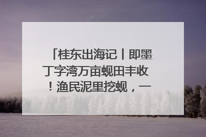 桂东出海记丨即墨丁字湾万亩蚬田丰收！渔民泥里挖蚬，一天上岸过千斤