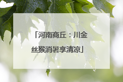 河南商丘：川金丝猴消暑享清凉