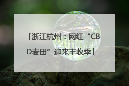 浙江杭州：网红“CBD麦田”迎来丰收季