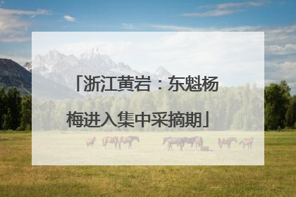 浙江黄岩：东魁杨梅进入集中采摘期