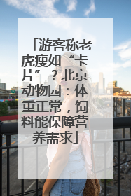 游客称老虎瘦如“卡片”？北京动物园：体重正常，饲料能保障营养需求