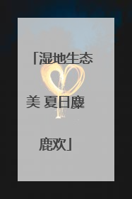 湿地生态美 夏日麋鹿欢