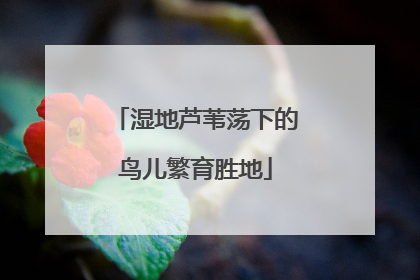 湿地芦苇荡下的鸟儿繁育胜地