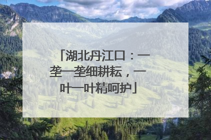 湖北丹江口：一垄一垄细耕耘，一叶一叶精呵护