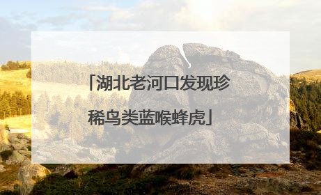 湖北老河口发现珍稀鸟类蓝喉蜂虎