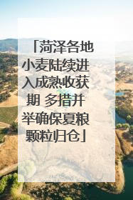 菏泽各地小麦陆续进入成熟收获期 多措并举确保夏粮颗粒归仓