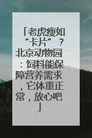 老虎瘦如“卡片”？北京动物园：饲料能保障营养需求，它体重正常，放心吧